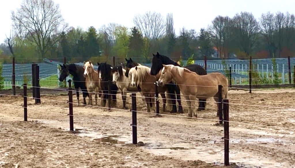 Industrieel Verplicht arm Lease pony in Klarenbeek | Pony lease